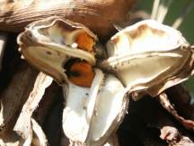 Open seed pod