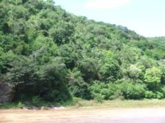 Banks of Mzimvubu River- habitat