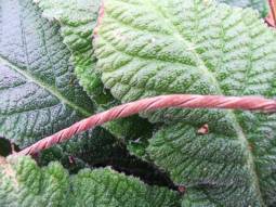 Streptocarpus gardenii seed pod 