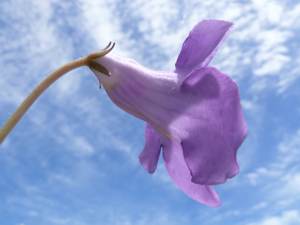 Side view of flower showing calyx lobes