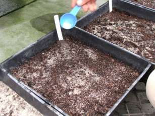 Sowing seed