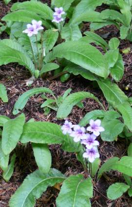 Growing at Kirstenmbosch