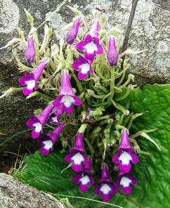 Streptocarpus cooksonii