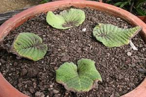 Potted immature S. cooksonii plants