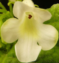 Streptocarpus vandeleurii flower