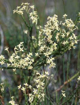 Shrub in flower