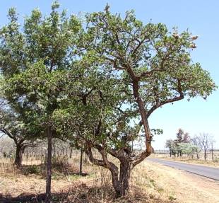 Strychnos cocculoides tree