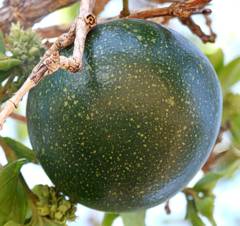 Strychnos cocculoides fruit