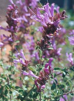 Flower spike