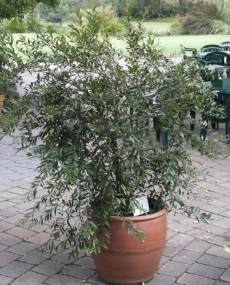 Syzygium pondoense in a pot