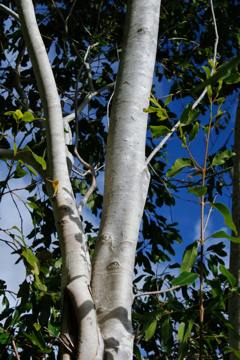 Stem of Syzygium guineense