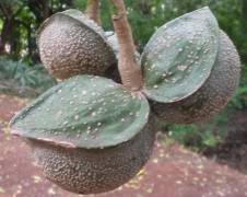 Tabernaemontana elegans fruit