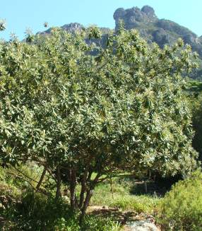 Tree growing at Kirstenbosch