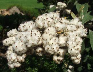 Woolly seedheads