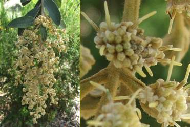 Male flowers