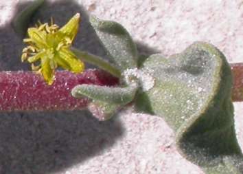 Flowers,stems and leaves