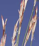 Young female spikelets