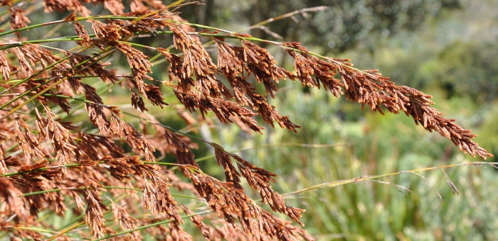 Thamnochortus insignis, male inflorescences.