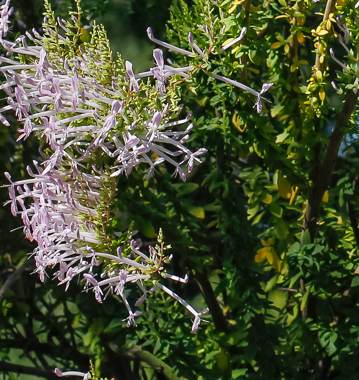 Shrub in flower