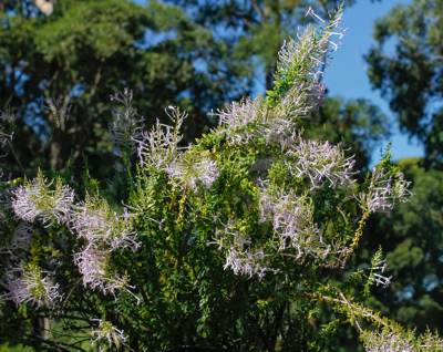 Bush in flower