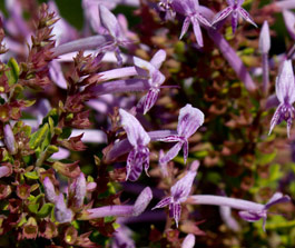 Close up of Thorncroftia succulenta flowers