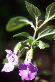 Flowers and leaves