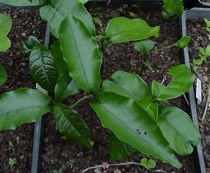 Trichilia dregeana seedlings. (Photo Geoff Nichols)