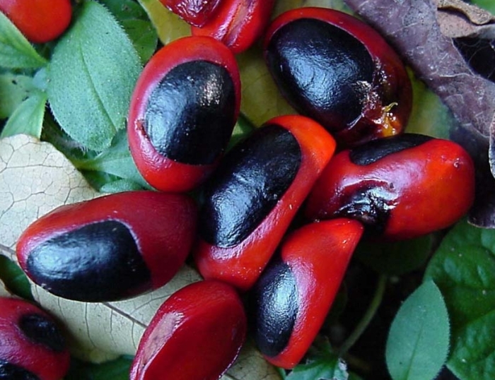 Trichilia dregeana seeds. (Photo Geoff Nichols)