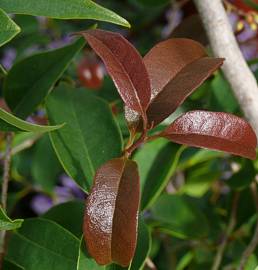 Trichocladus grandiflorus