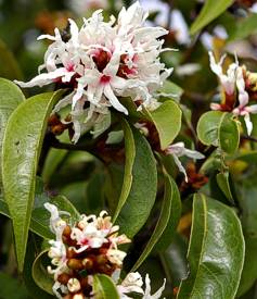 Trichocladus grandiflorus foliage