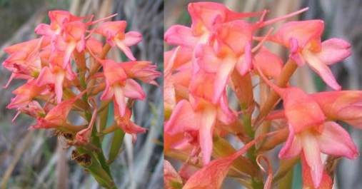 Disa ferruginea flowers