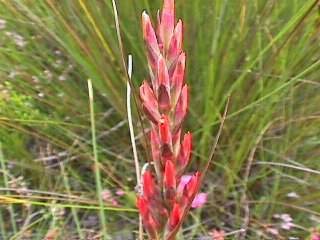 Flower spike