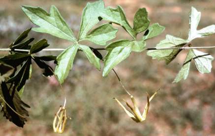 Leaves and flowers