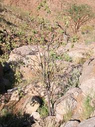 Adult plant of the Namib Turnera on the Otjihipa Mountains, N. Namibia. 