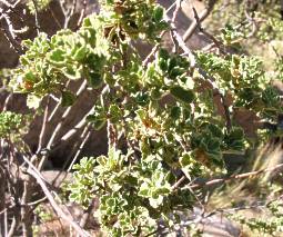 Branch of the Namib Turnera on the Otjihipa Mountains, N. Namibia