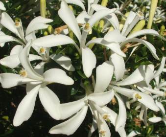 Masses of flowers in summer