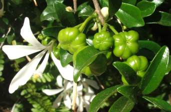 Developing fruits