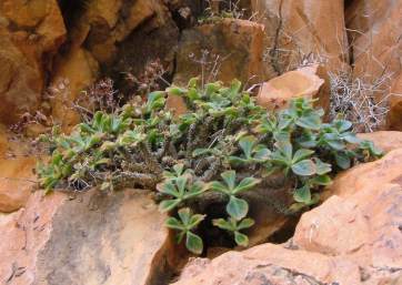 Growing in habitat,Rosyntjiesberg.