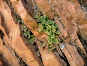 Growing in sheer,south facing cliffs.