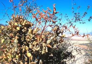 Growing near the coast