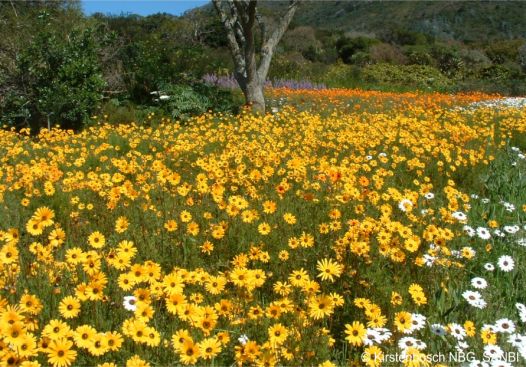 Mass display of Ursinia cakilefolia at Kirstenbosch NBG