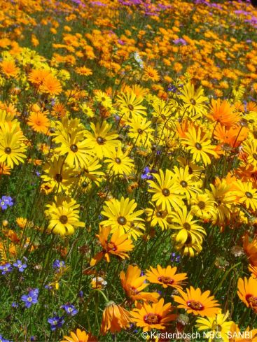Mass display in Kirstenbosch, with Ursinia calenduliflora and Heliophila coronopifolia