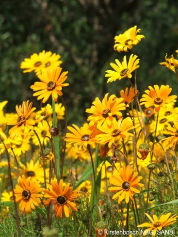 Mass display in Kirstenbosch
