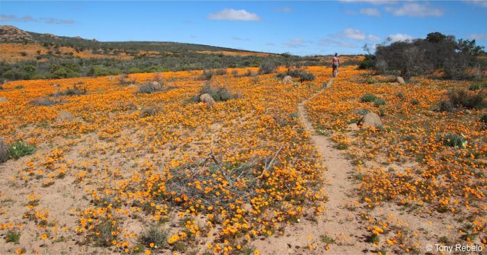 Ursinia cakilefolia in habitat, Skilpad section of the Namaqua National Park