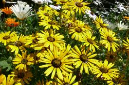 Namaqua ursinia with gousblomme