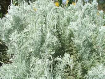 Silvery foliage