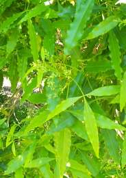 Leaves and lower buds