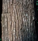 Bark of Virgilia oboroides