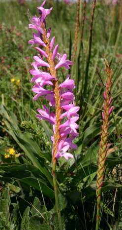 Watsonia canaliculata