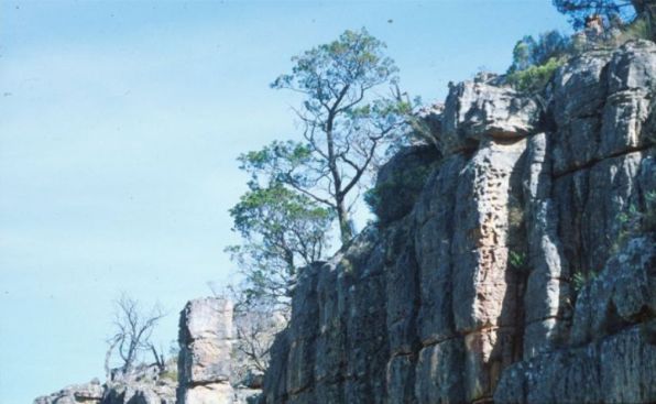 Widdringtonia cedarbergensis in habitat